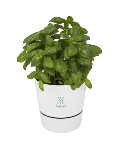 Pot de cuisine simple Herbs personnalisable